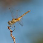 PS11 1489 Libelle Ägypten 201120110827-_DSC5613