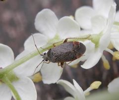 Psallus ambiguus - Wieder eine neue Wanzenart entdeckt