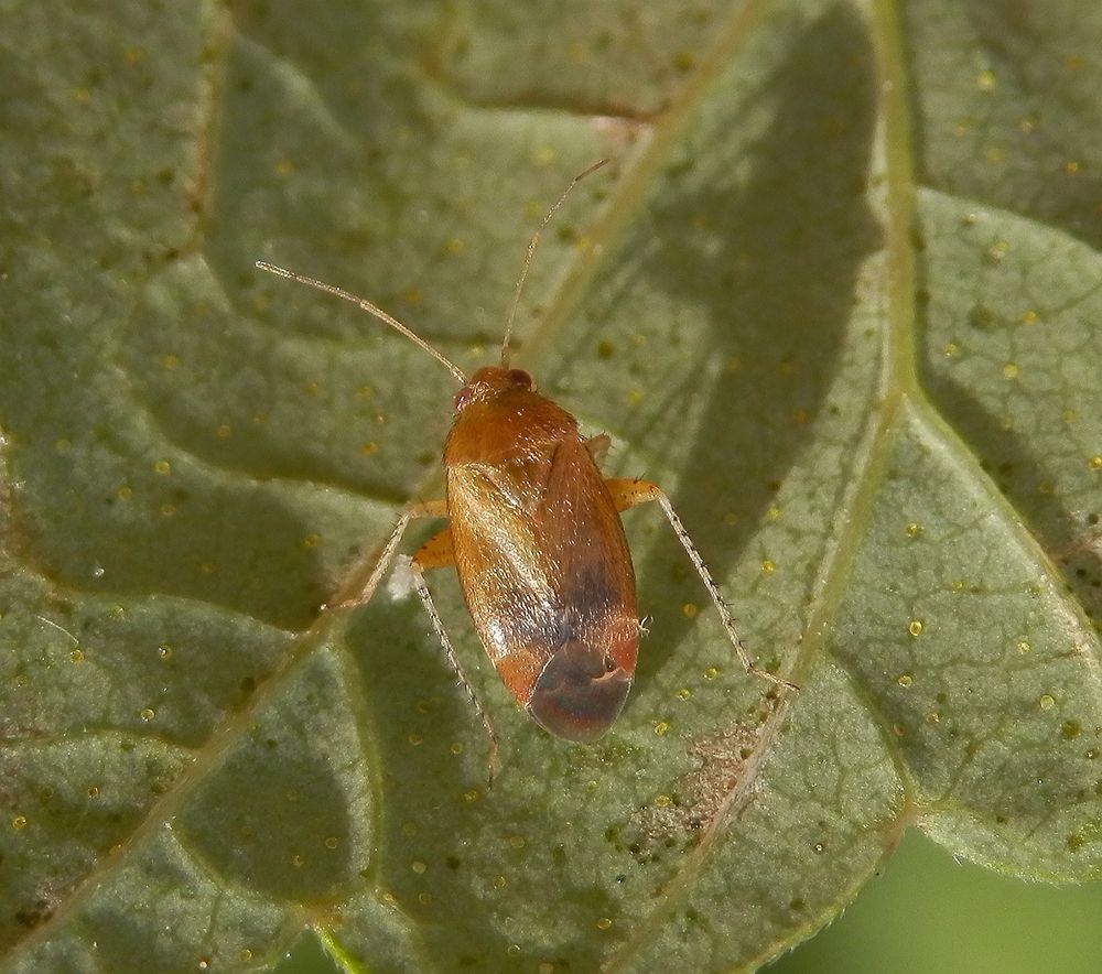 Psallus pseudoplatani - wieder eine neue Weichwanzenart in unserem Garten