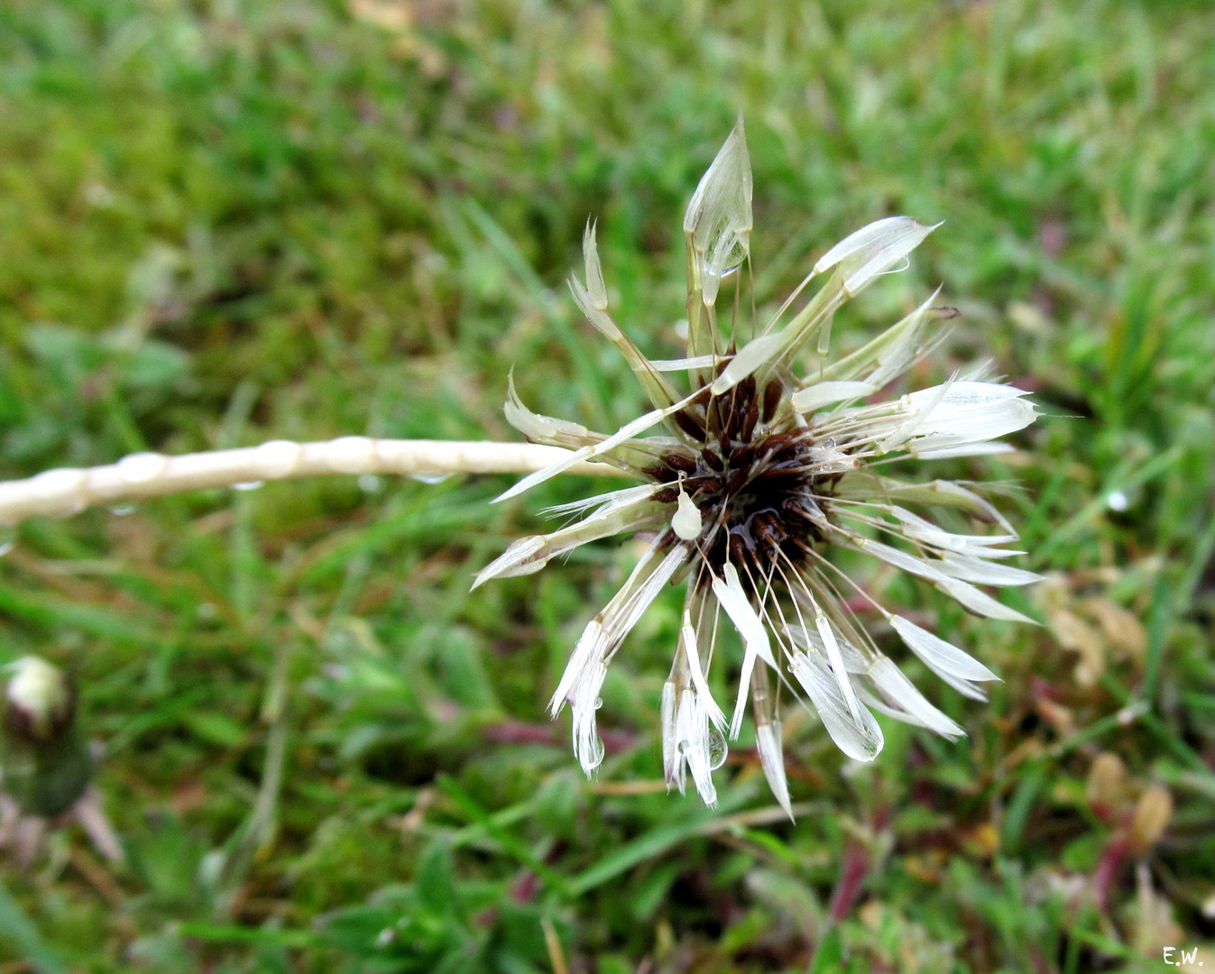 'Psalm einer Pusteblume'...