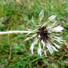 'Psalm einer Pusteblume'...