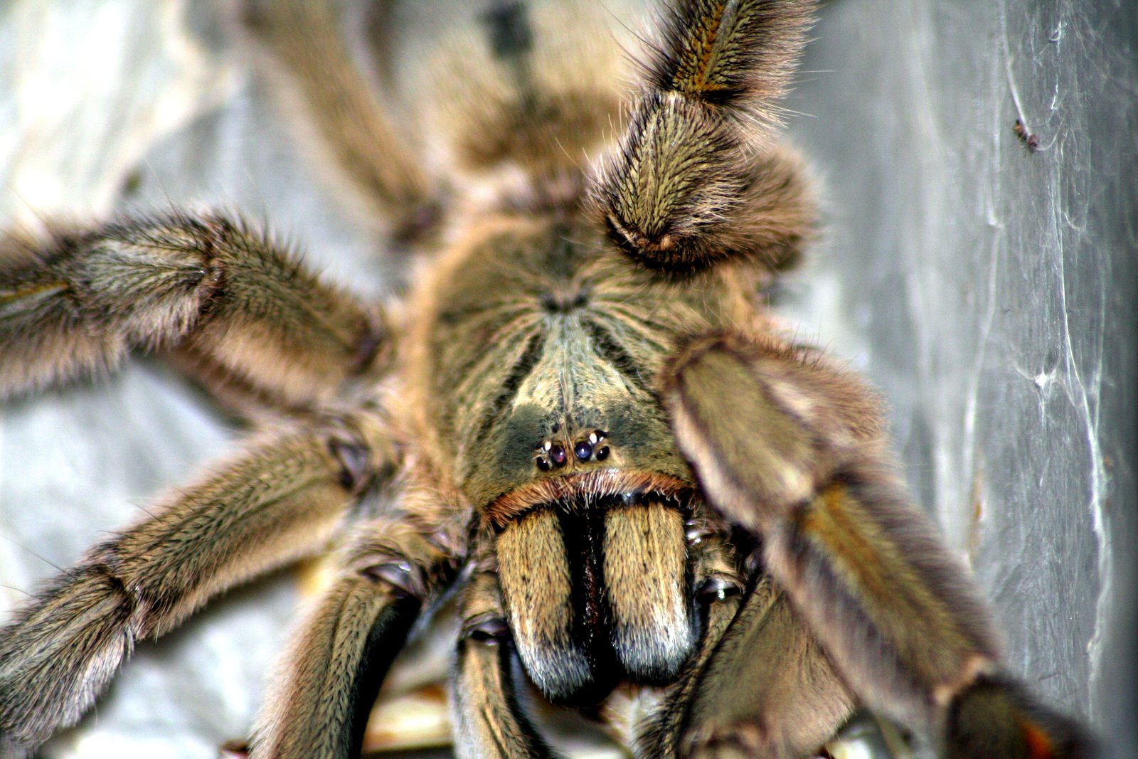 Psalmopoeus cambridgei