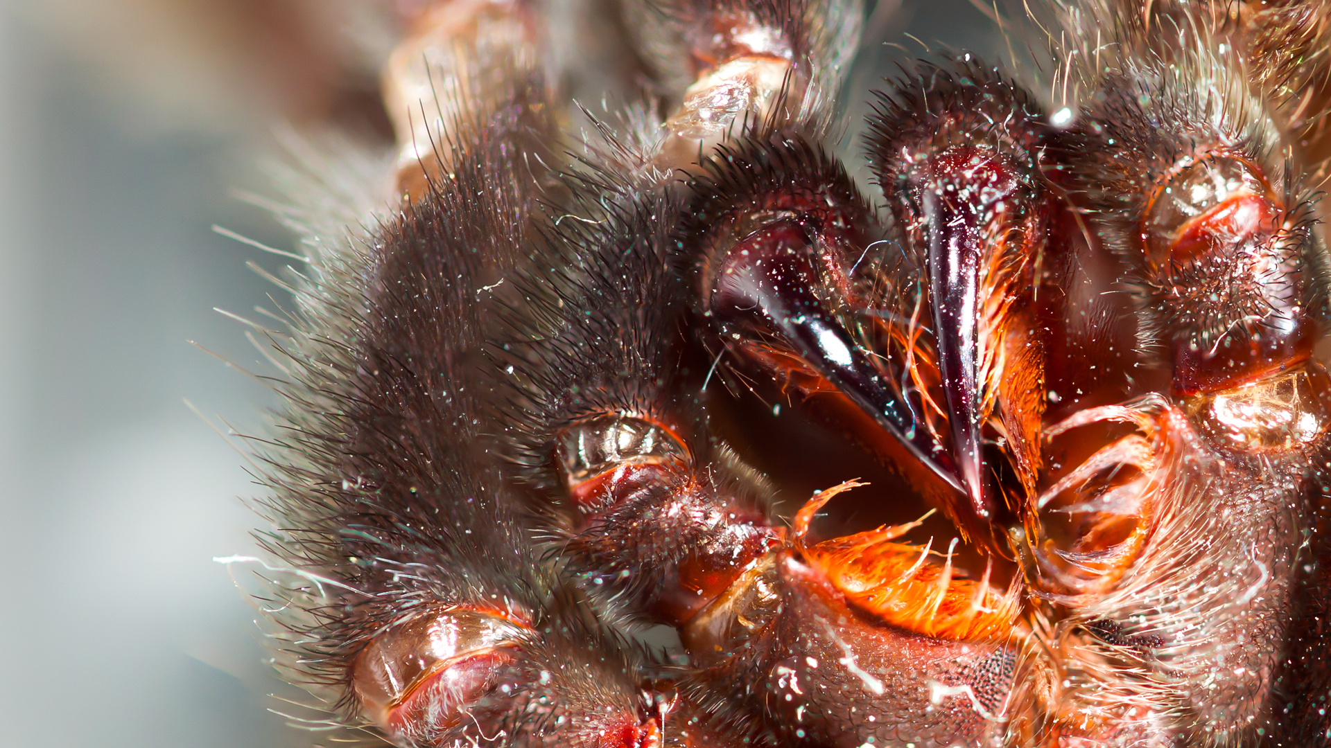 Psalmopoeus closeup