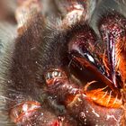 Psalmopoeus closeup