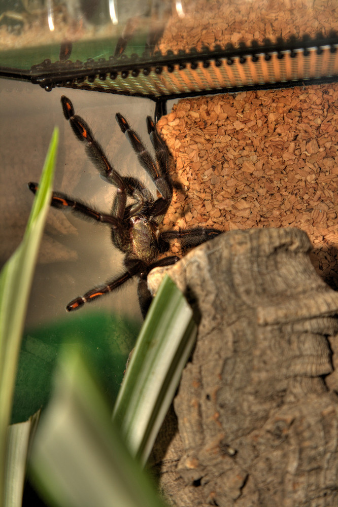 Psalmopoeus irminia