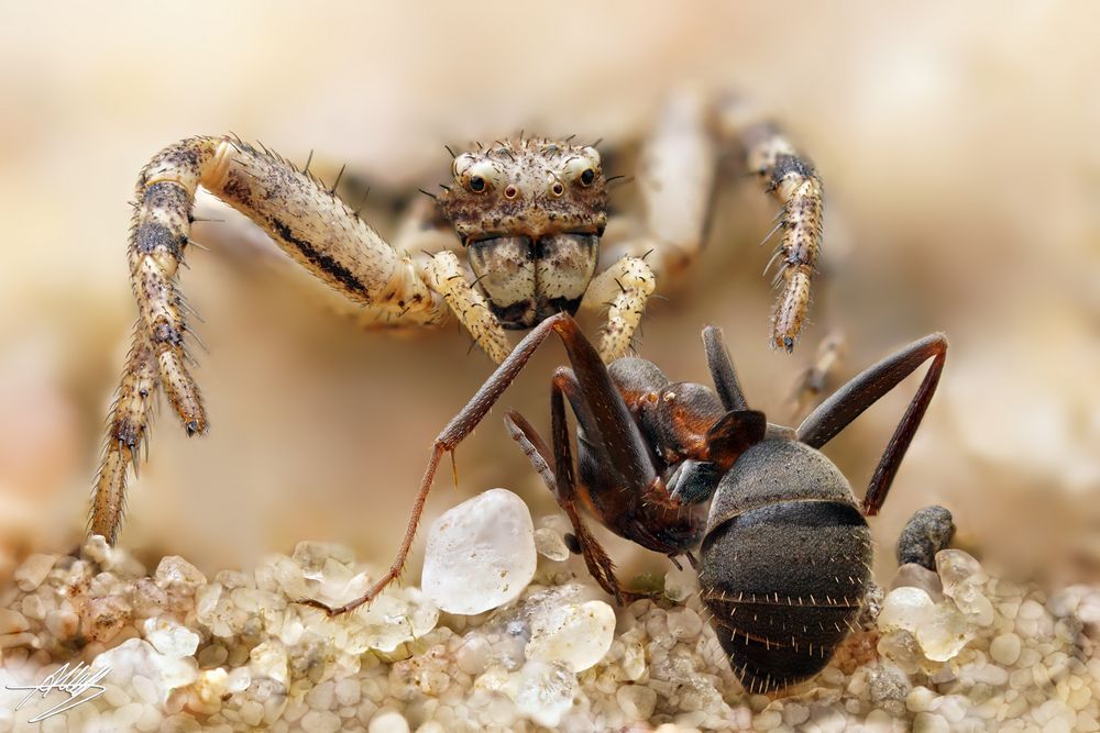 Psammitis sabulosus Weibchen mit Beute