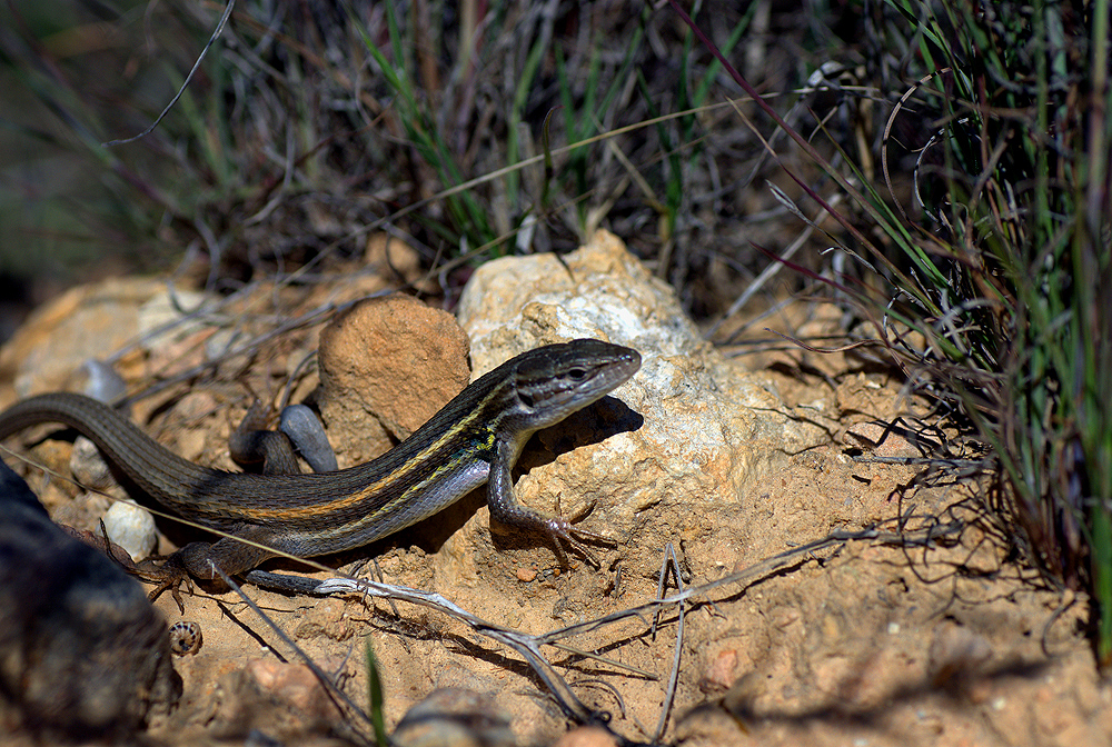 Psammodromus algirus (lagartija colilarga)