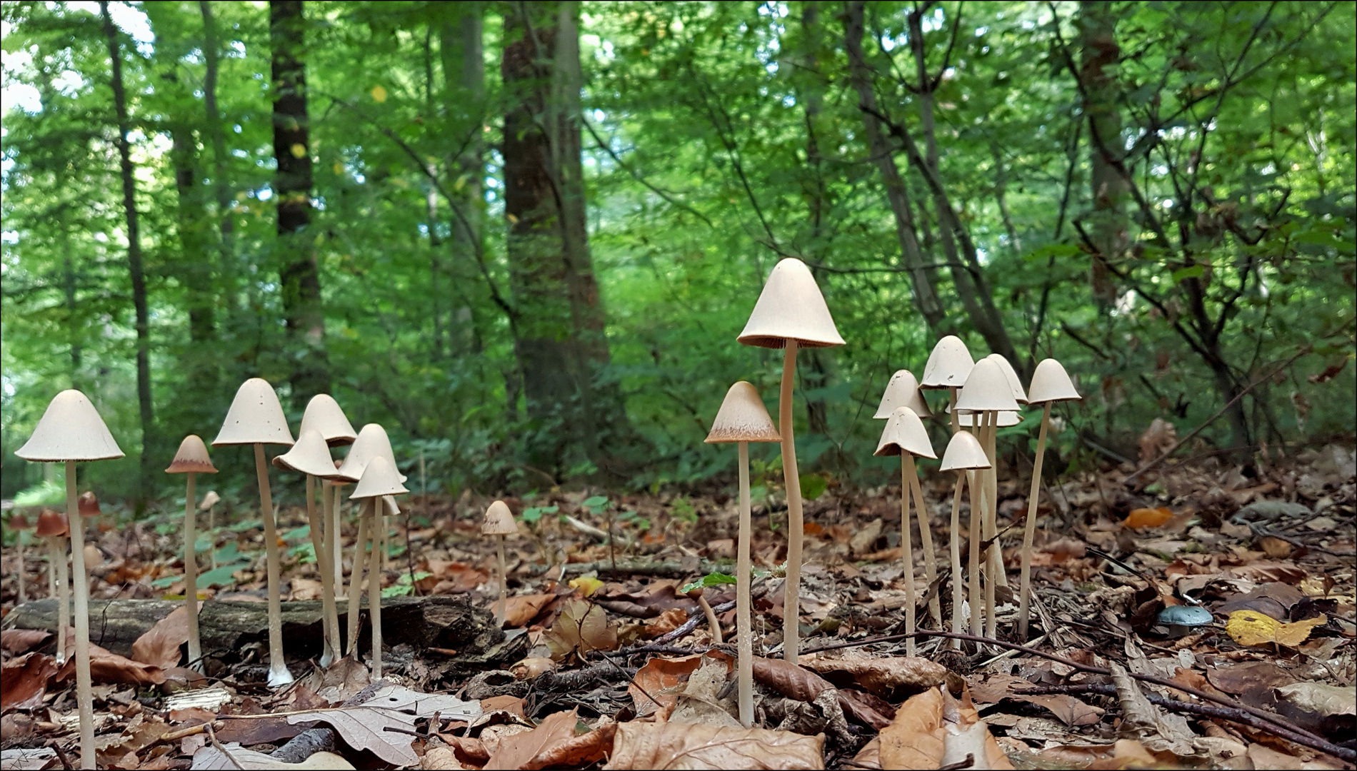 Psathyrella Foto & Bild pflanzen, pilze & flechten, landschaft, pilze