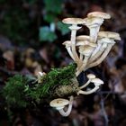 Psathyrella Melanthina