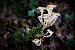 Psathyrella Melanthina