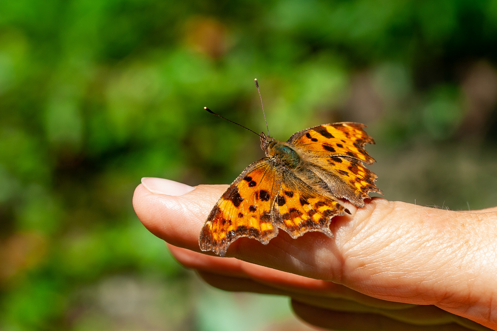 Pscht Foto & Bild natur, insekten, tiere Bilder auf