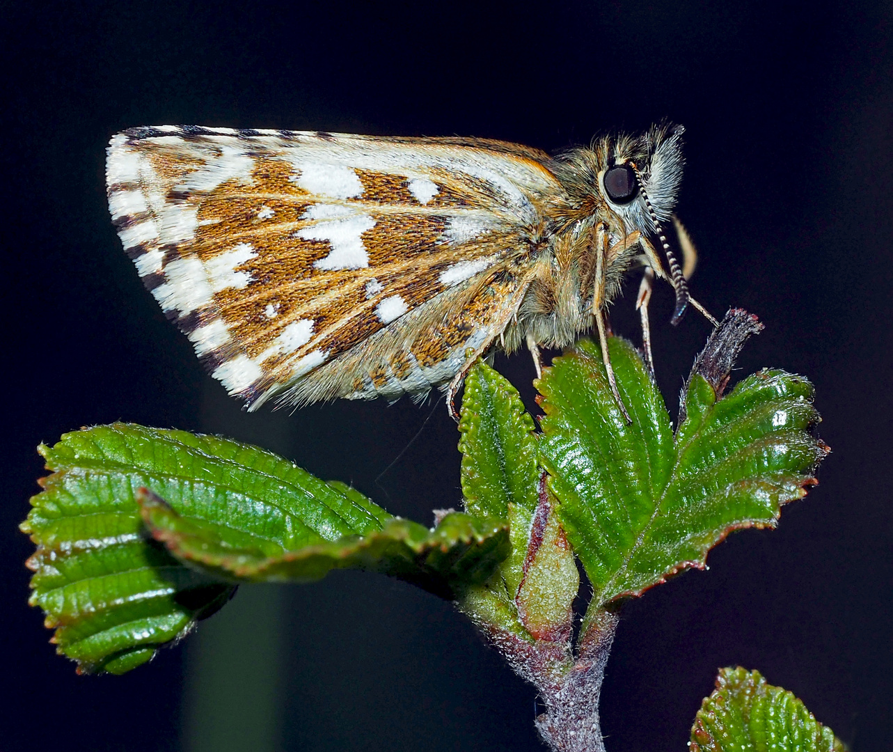 Pscht! er schläft... Kleiner Dickkopffalter (Pyrgus malvae)*