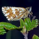 Pscht! er schläft... Kleiner Dickkopffalter (Pyrgus malvae)*