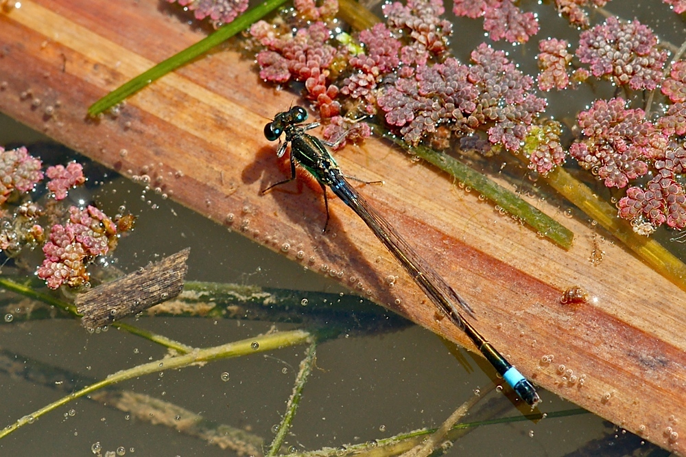 Pseudagrion hageni (Schlankjungfernart)