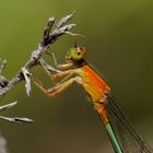 Pseudagrion pruinosum, f