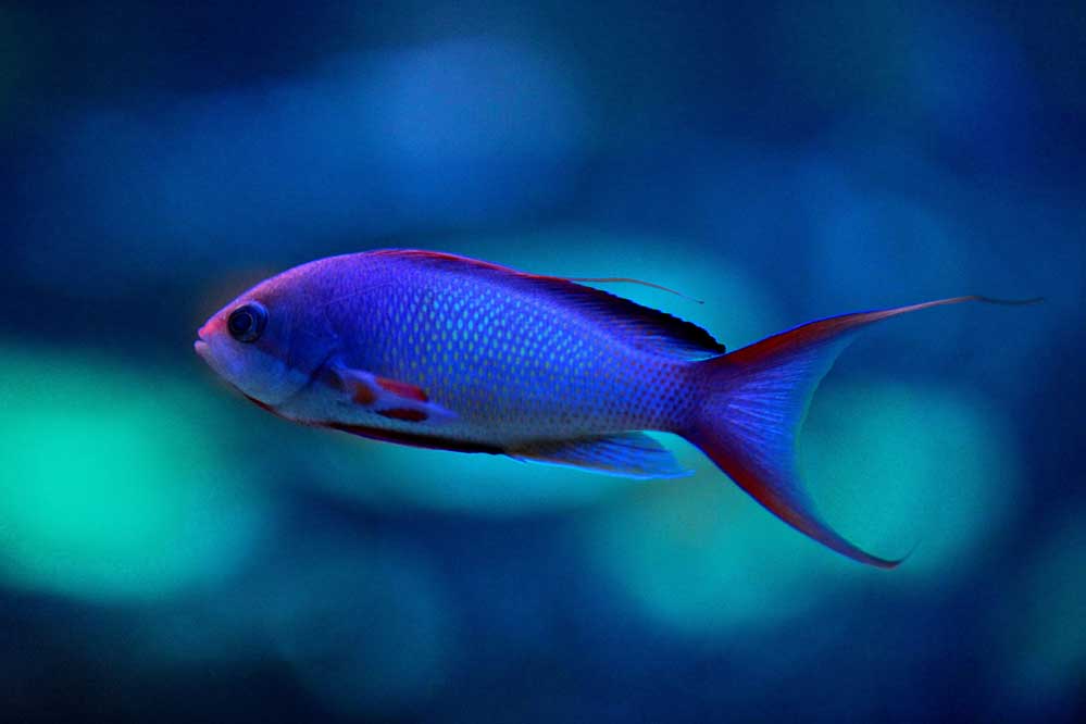 Pseudanthias squamipinnis