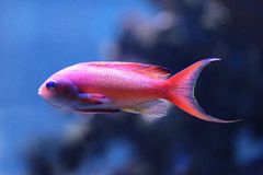 Pseudanthias squamipinnis (3)