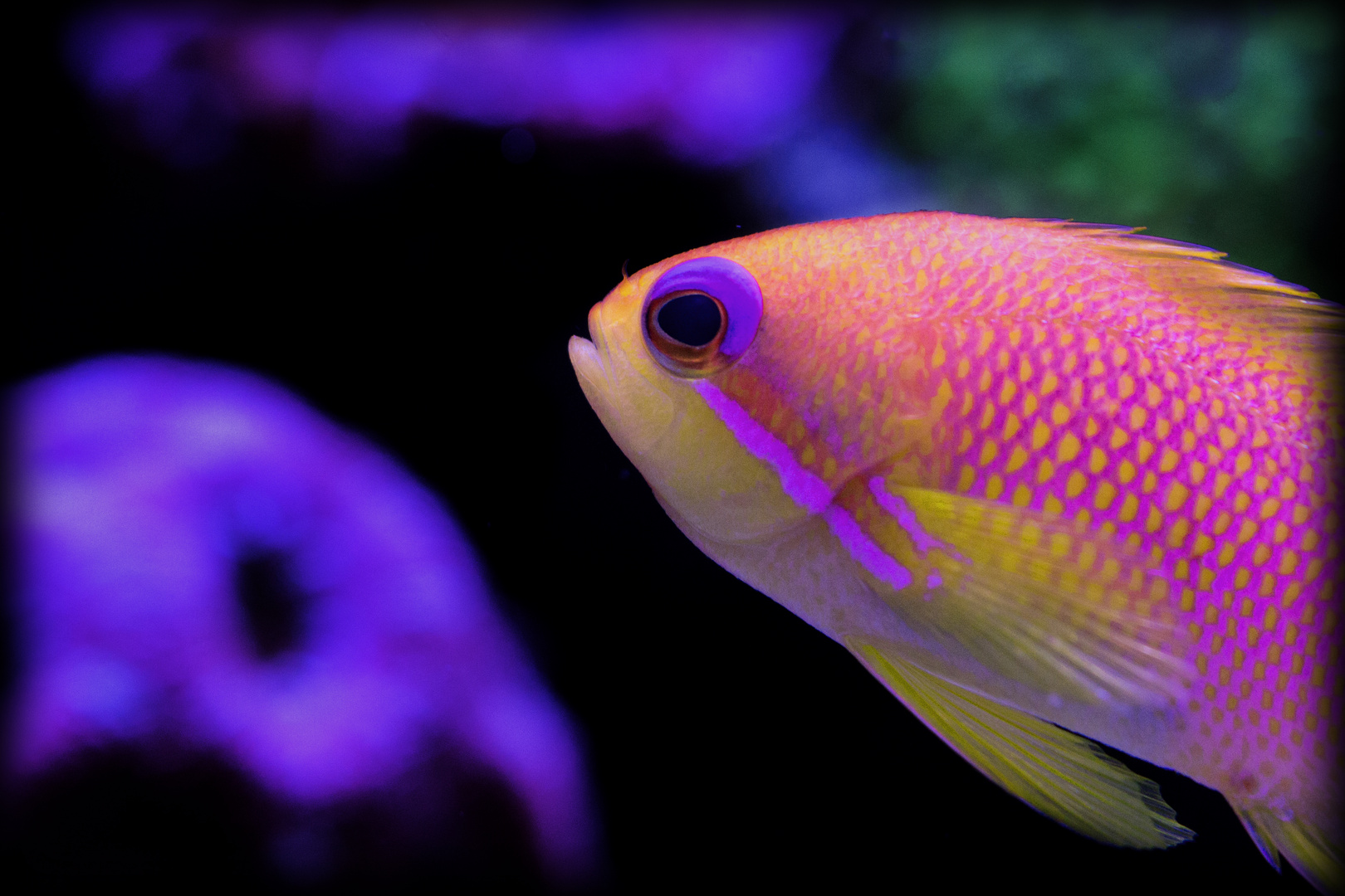 Pseudanthias squamipinnis