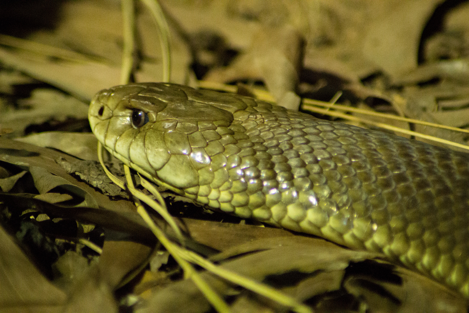 Pseudechis australis