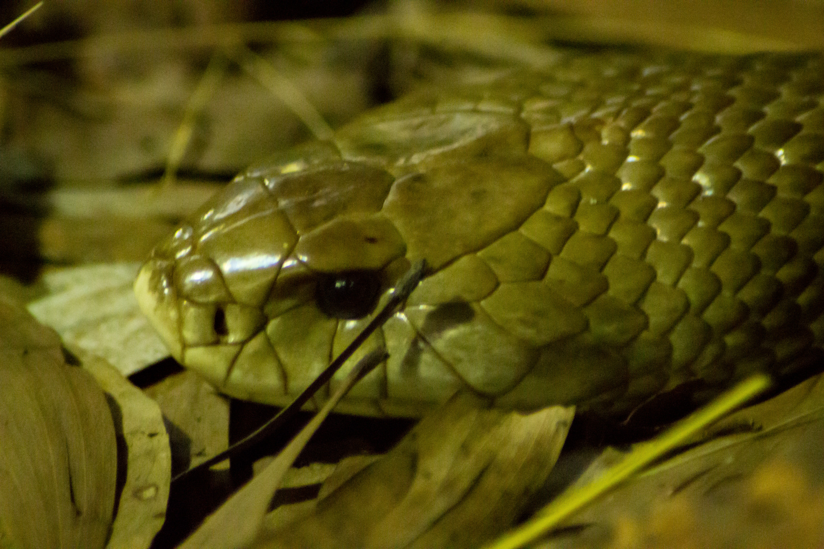 Pseudechis australis