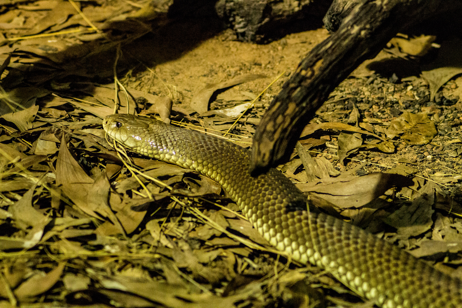 Pseudechis australis