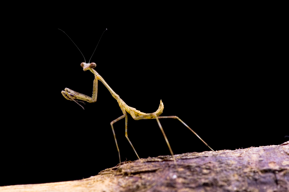 Pseudempusa pinnapavonis