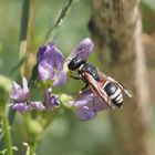 Pseudepipona herrichii an Luzerne