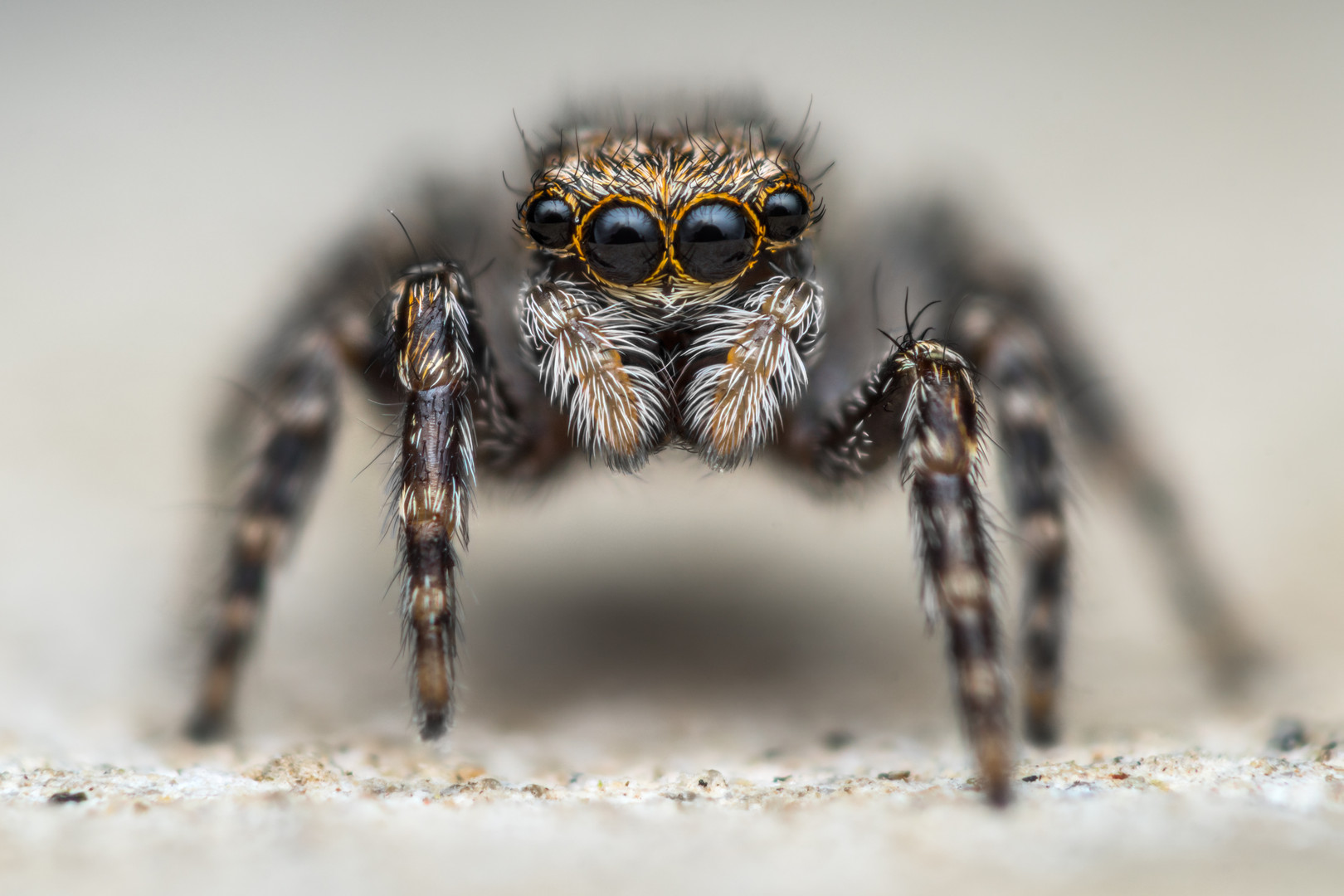 Pseudeuophrys lanigera