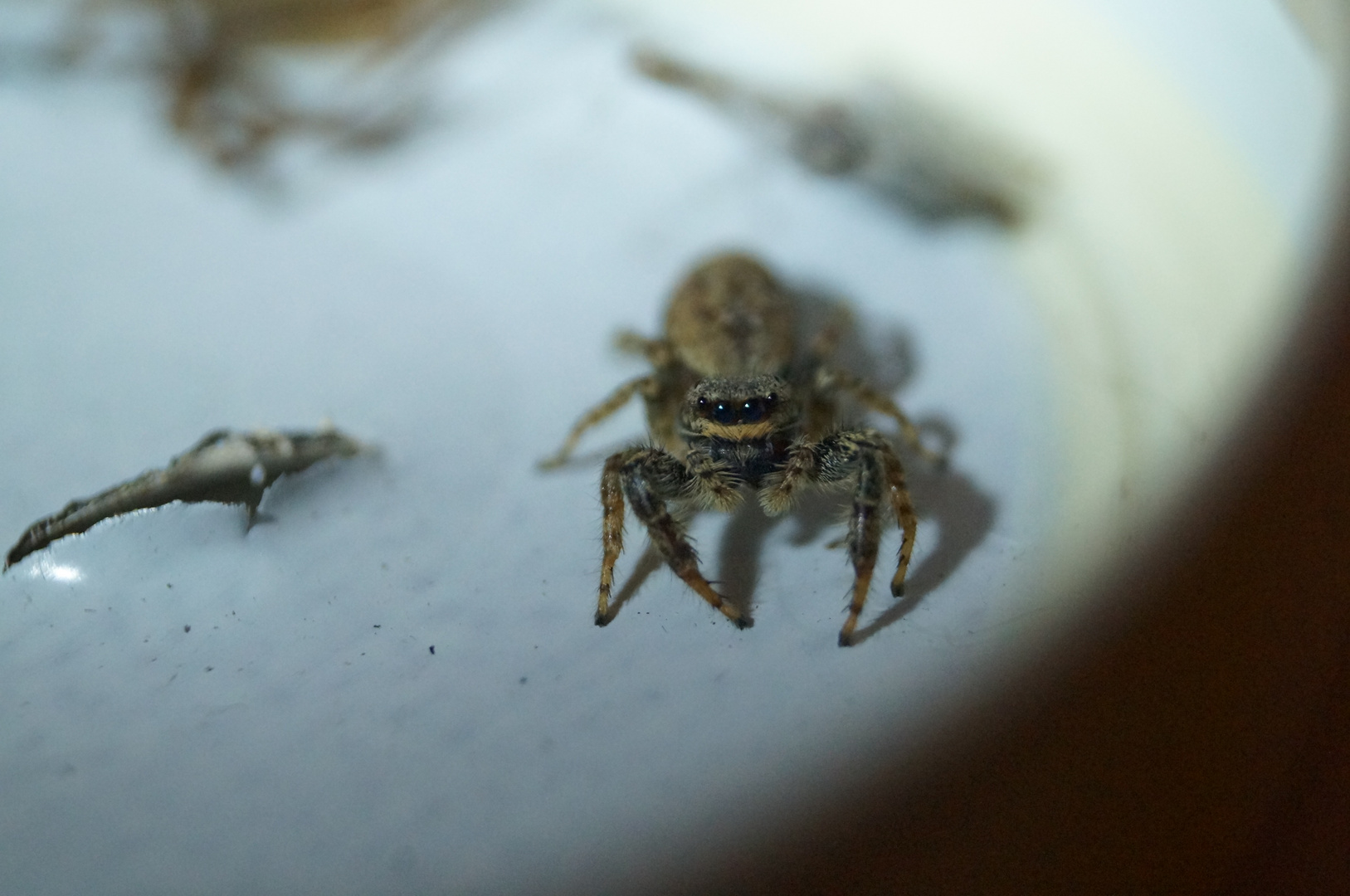 Pseudeuophrys lanigera (Springspinne)