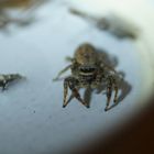 Pseudeuophrys lanigera (Springspinne)