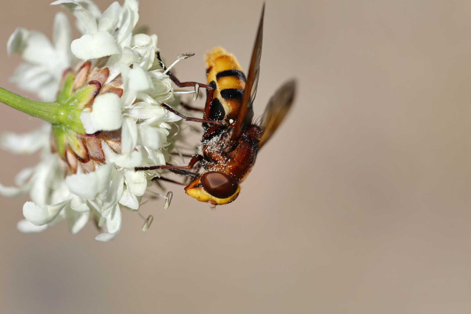 Pseudo Hornet collects Nectar