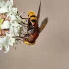 Pseudo Hornet collects Nectar