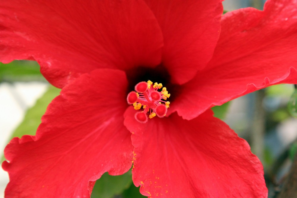 pseudo macro d hibiscus