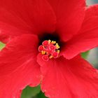 pseudo macro d hibiscus