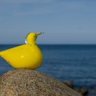 Pseudo-ornithologische Beobachtung auf den Lofoten