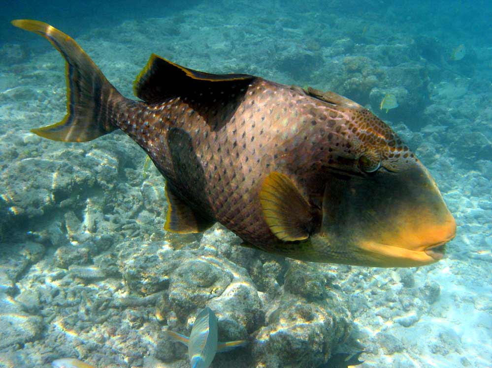 Pseudobalistes flavimarginatus - Gelbsaumdrückerfisch