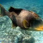 Pseudobalistes flavimarginatus - Gelbsaumdrückerfisch