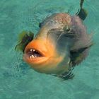 Pseudobalistes flavimarginatus - Gelbsaumdrückerfisch