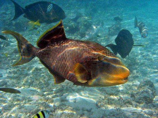 Pseudobalistes flavimarginatus - Gelbsaumdrückerfisch