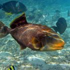 Pseudobalistes flavimarginatus - Gelbsaumdrückerfisch