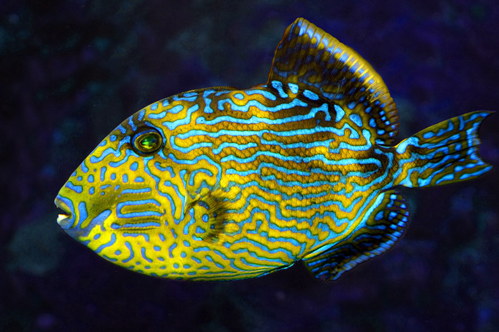 Pseudobalistes fuscus - Blaustreifen Drückerfisch