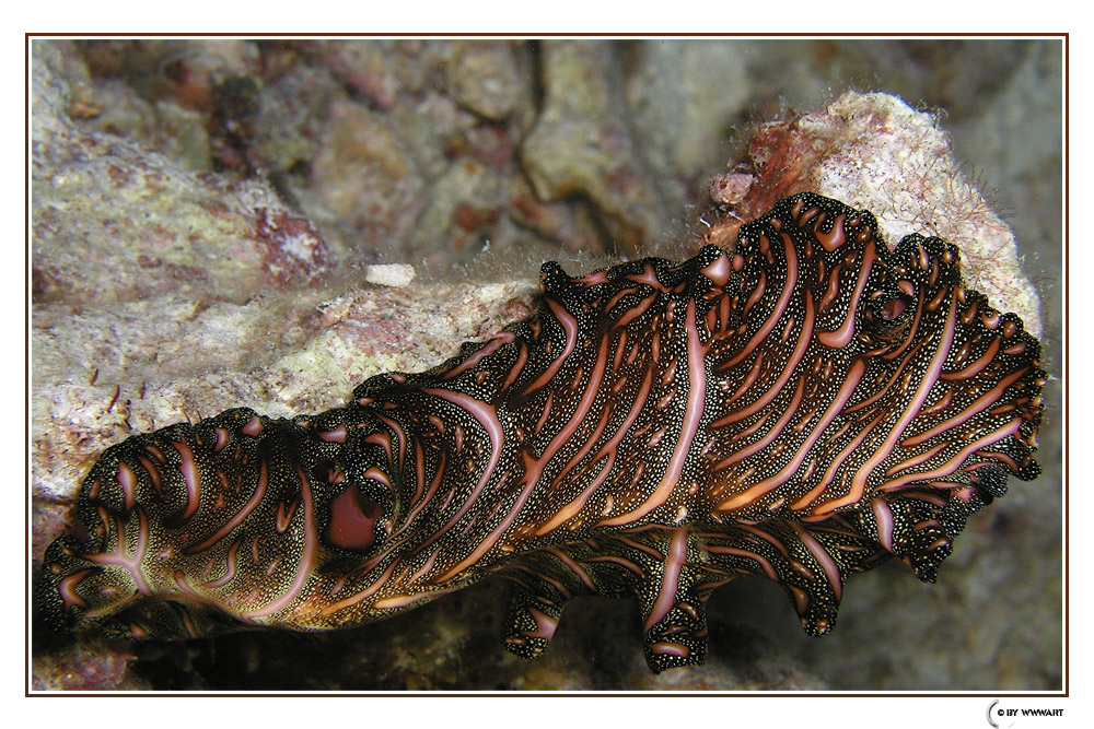 Pseudobiceros Bedfordi