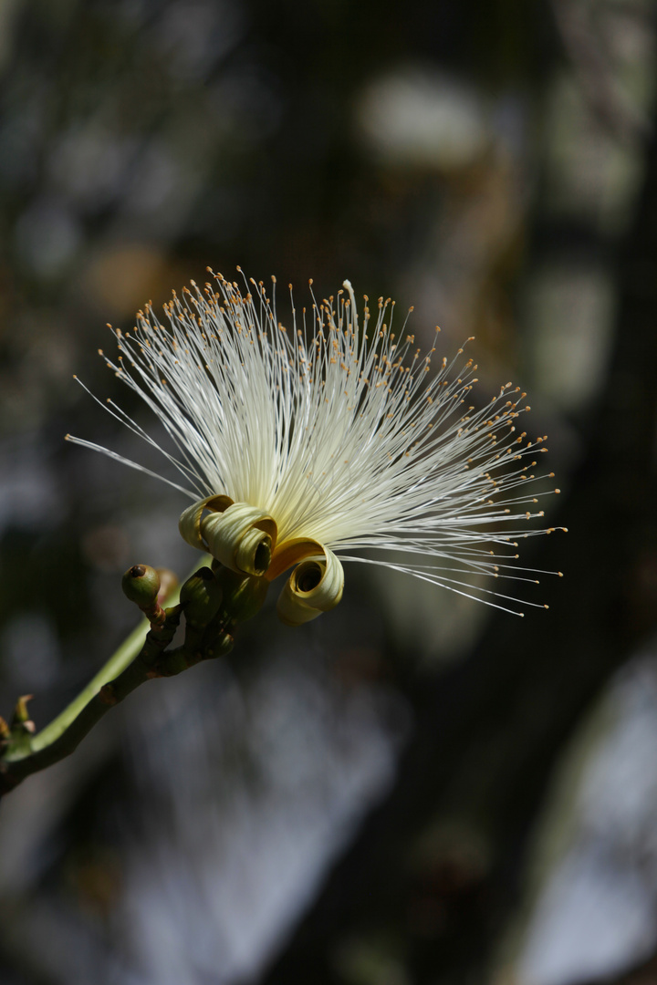 Pseudobombax Ellipticum