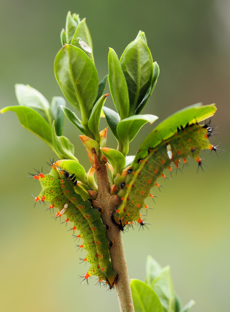 Pseudobunaea irius