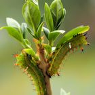 Pseudobunaea irius