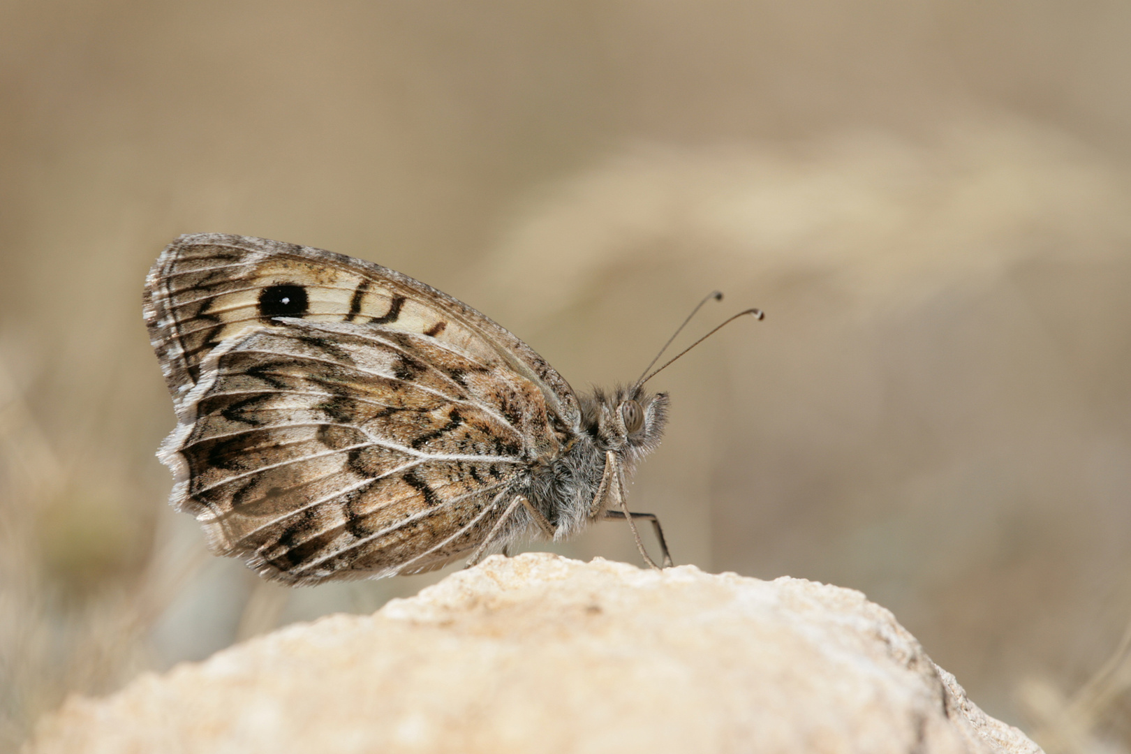 Pseudochazara geyeri , Grey Asian Grayling