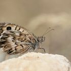 Pseudochazara geyeri , Grey Asian Grayling