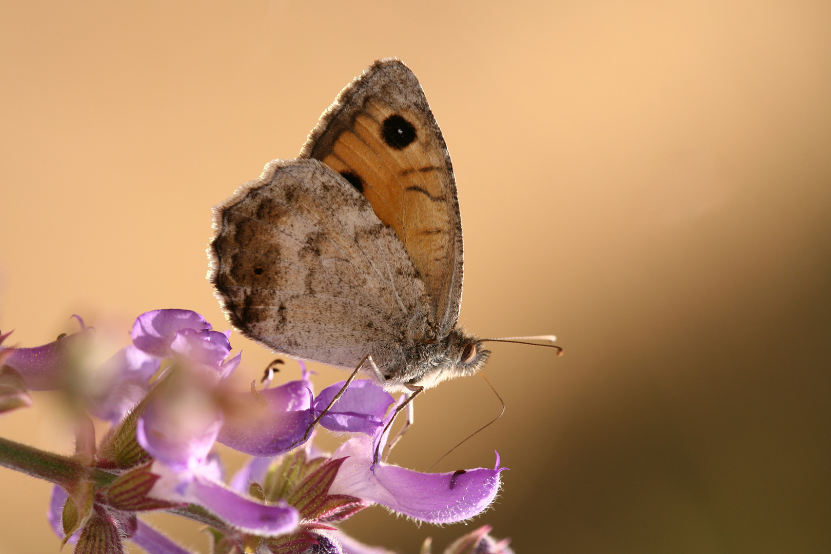 Pseudochazara lydia , Lydian Tawny Rockbrown2