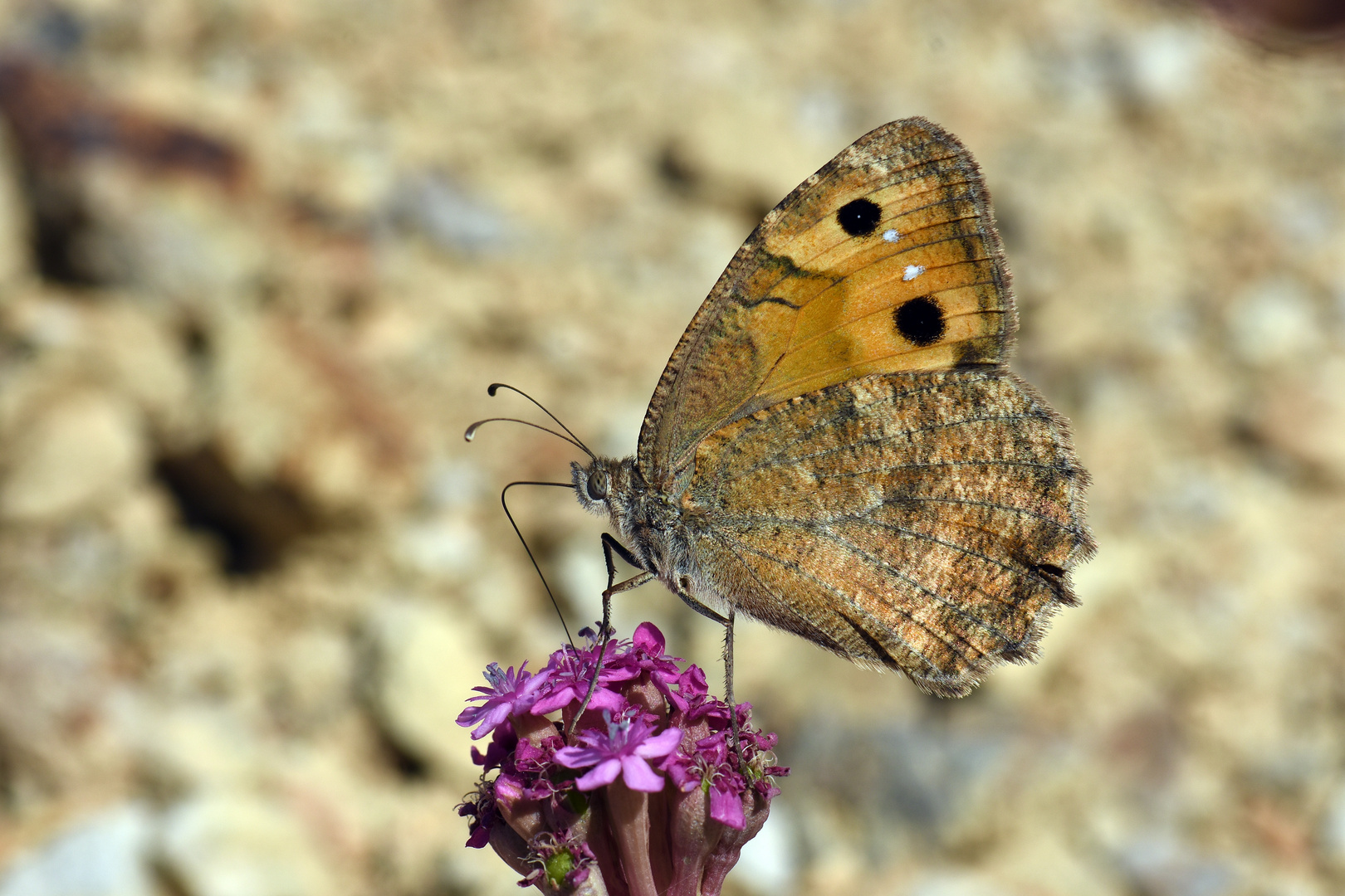 Pseudochazara mniszechii , Dark Grayling