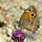 Pseudochazara mniszechii , Dark Grayling